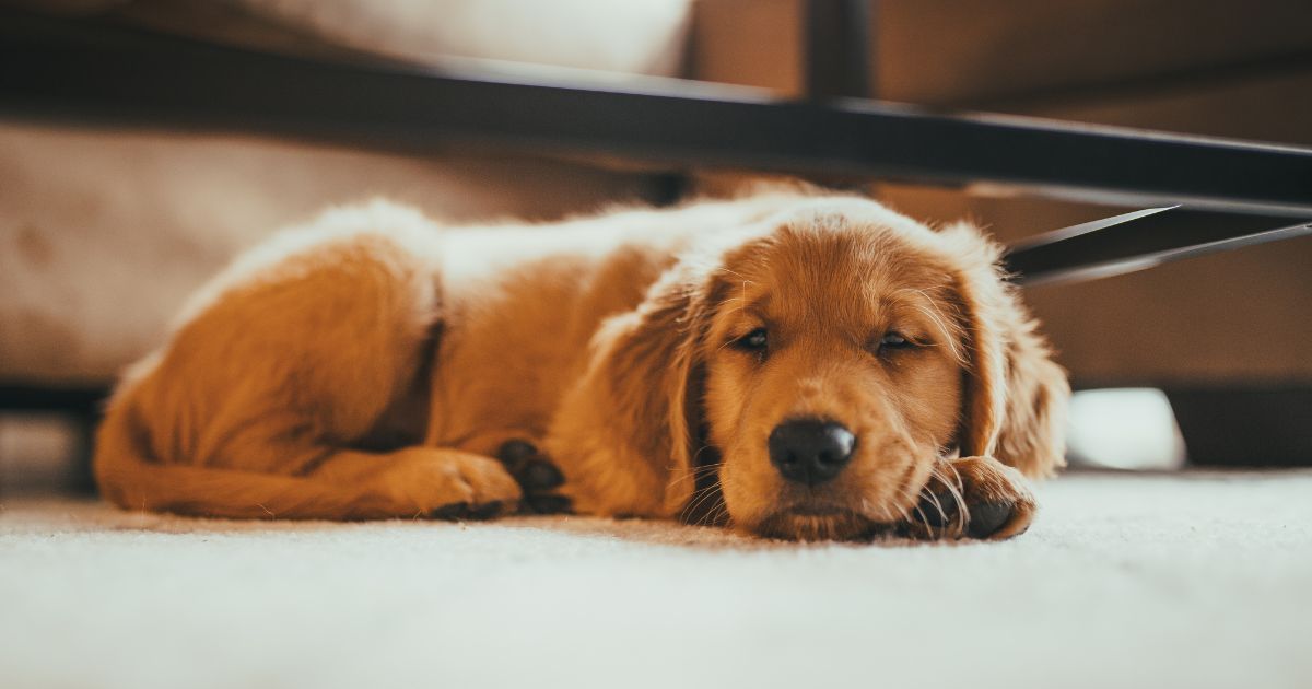 jak-poznat-ze-je-psovi-spatne (1)